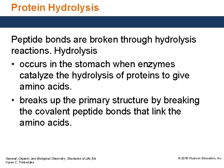 Protein Hydrolysis Peptide bonds are broken through hydrolysis reactions. Hydrolysis • occurs in the