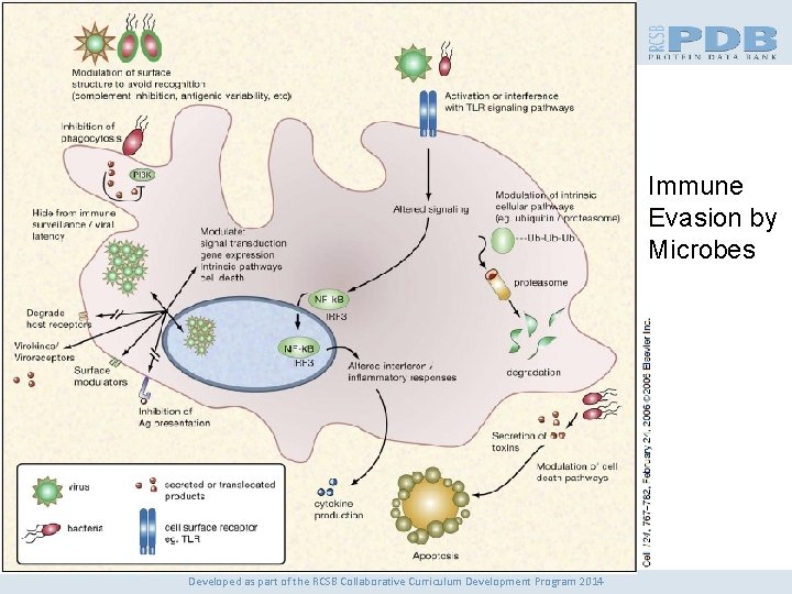 Immune Evasion by Microbes Developed as part of the RCSB Collaborative Curriculum Development Program