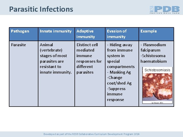 Parasitic Infections Pathogen Innate immunity Adaptive immunity Evasion of immunity Example Parasite Animal (vertebrate)
