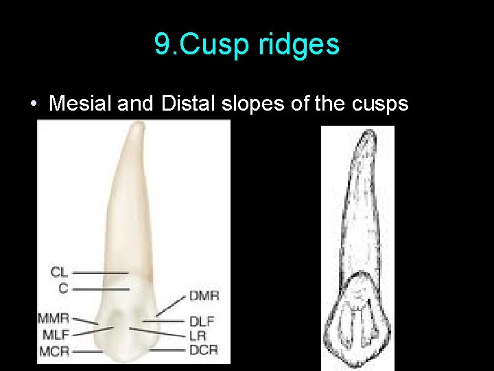 9. Cusp ridges • Mesial and Distal slopes of the cusps 