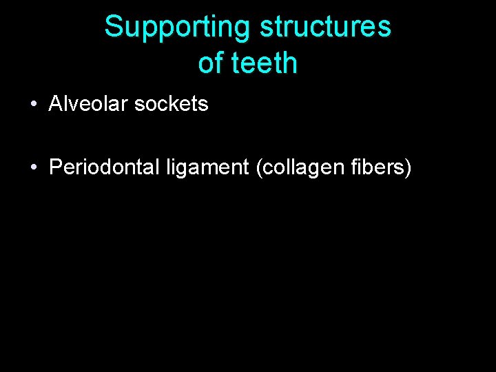 Supporting structures of teeth • Alveolar sockets • Periodontal ligament (collagen fibers) 