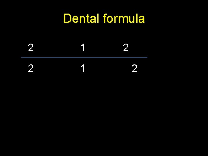 Dental formula 2 1 2 2 