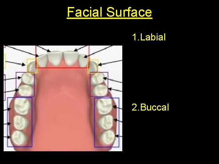 Facial Surface 1. Labial 2. Buccal 