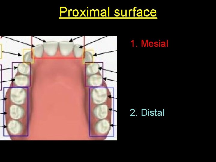 Proximal surface 1. Mesial 2. Distal 