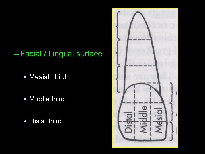 – Facial / Lingual surface • Mesial third • Middle third • Distal third