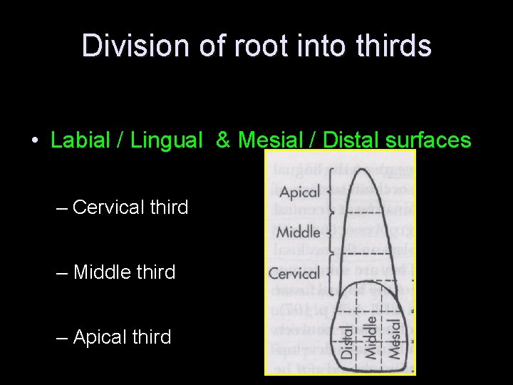 Division of root into thirds • Labial / Lingual & Mesial / Distal surfaces