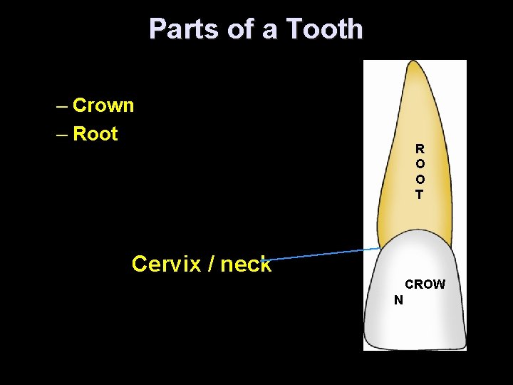 Parts of a Tooth – Crown – Root R O O T Cervix /