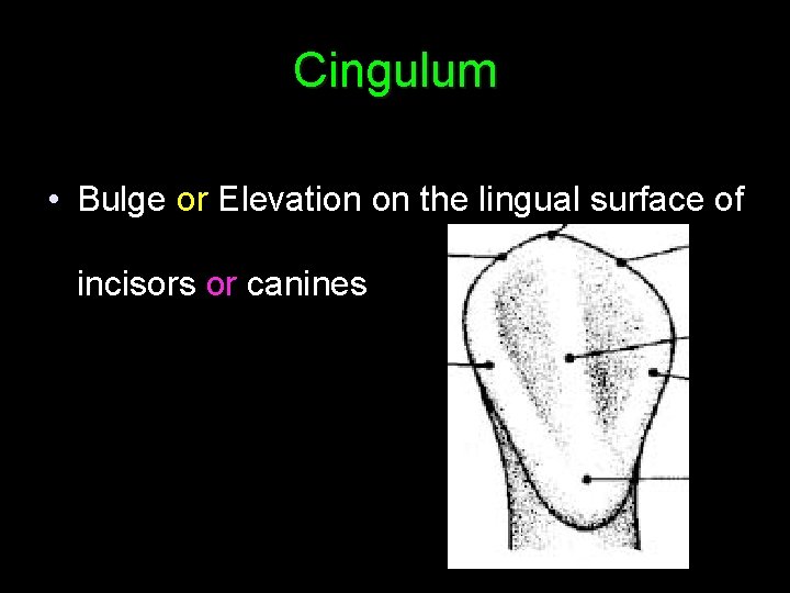 Cingulum • Bulge or Elevation on the lingual surface of incisors or canines 