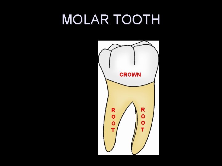 MOLAR TOOTH CROWN R O O T 