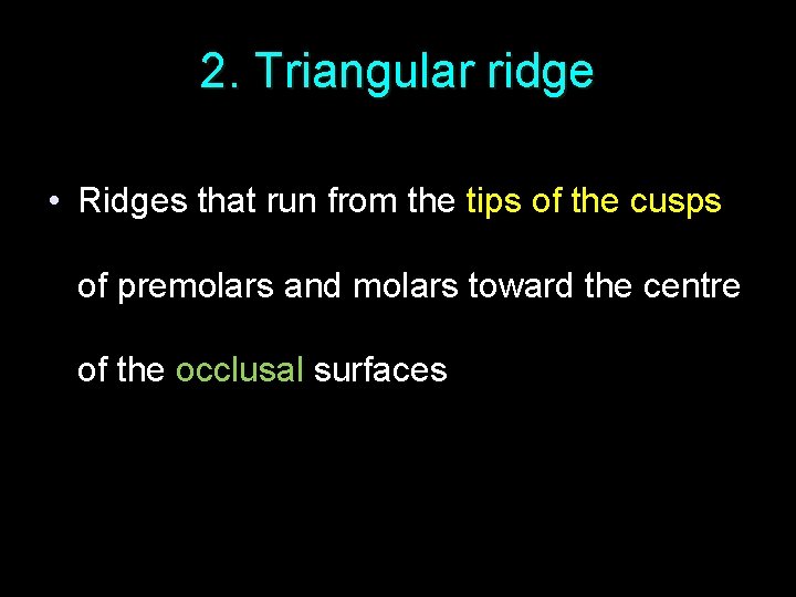 2. Triangular ridge • Ridges that run from the tips of the cusps of
