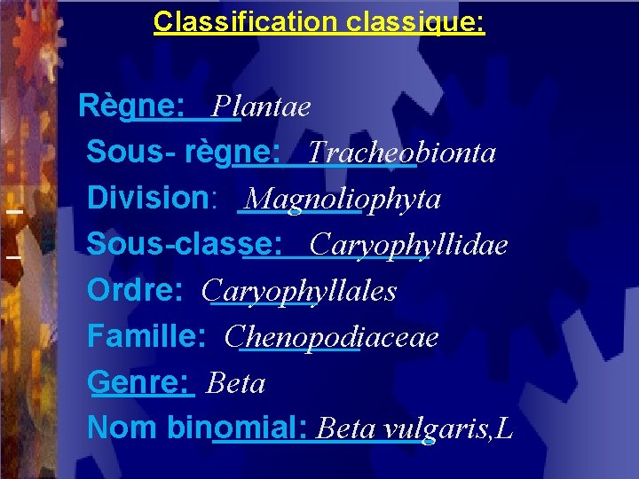 Classification classique: Règne: Plantae Sous- règne: Tracheobionta Division: Magnoliophyta Sous-classe: Caryophyllidae Ordre: Caryophyllales Famille: