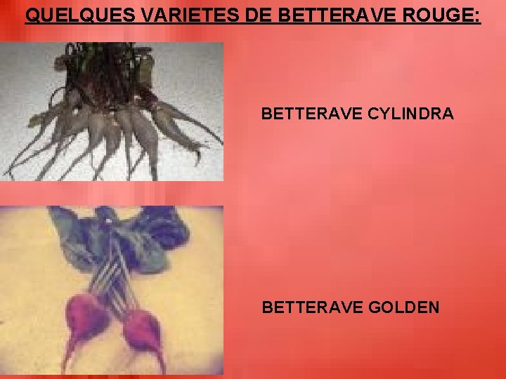 QUELQUES VARIETES DE BETTERAVE ROUGE: BETTERAVE CYLINDRA BETTERAVE GOLDEN 