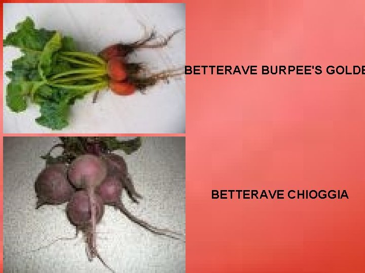 BETTERAVE BURPEE'S GOLDE BETTERAVE CHIOGGIA 