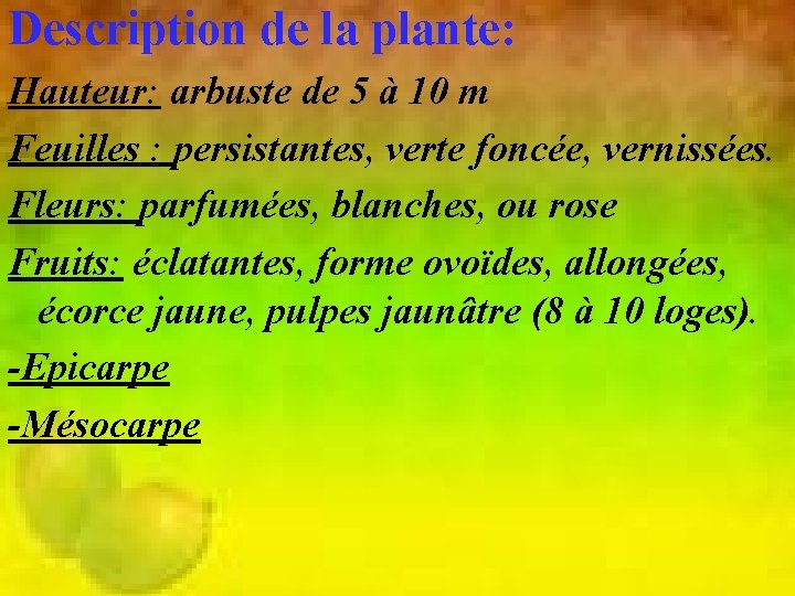 Description de la plante: Hauteur: arbuste de 5 à 10 m Feuilles : persistantes,