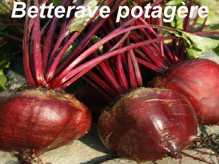 Betterave potagère 