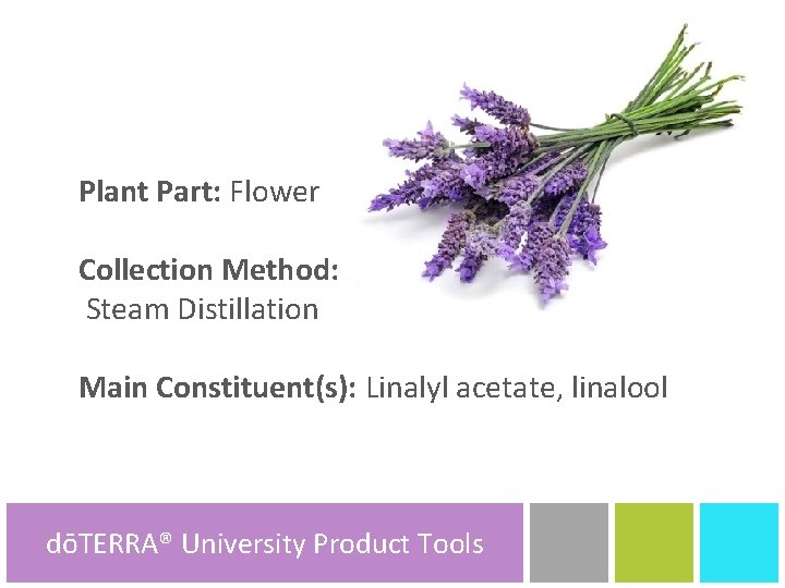 Plant Part: Flower Collection Method: Steam Distillation Main Constituent(s): Linalyl acetate, linalool dōTERRA® University