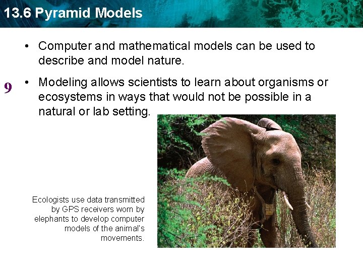 13. 6 Pyramid Models • Computer and mathematical models can be used to describe