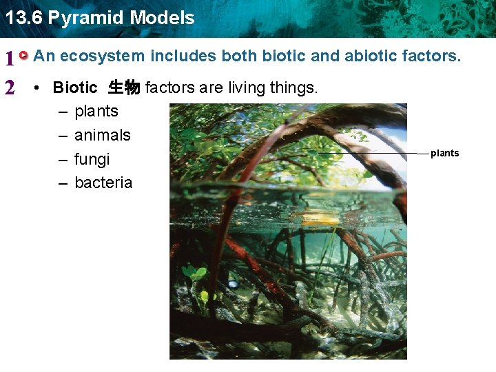 13. 6 Pyramid Models 1 2 An ecosystem includes both biotic and abiotic factors.