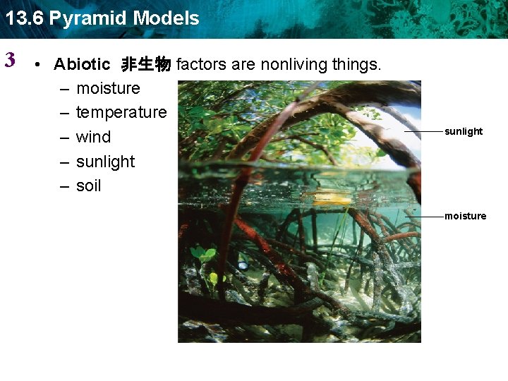 13. 6 Pyramid Models 3 • Abiotic 非生物 factors are nonliving things. – moisture