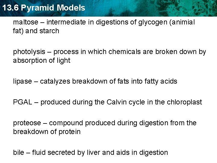 13. 6 Pyramid Models maltose – intermediate in digestions of glycogen (animial fat) and