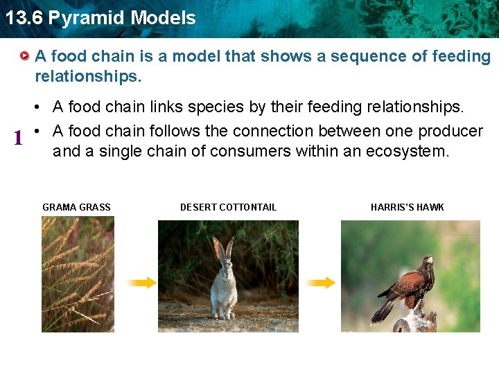 13. 6 Pyramid Models A food chain is a model that shows a sequence
