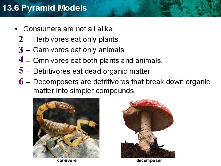 13. 6 Pyramid Models • Consumers are not all alike. 2 – Herbivores eat