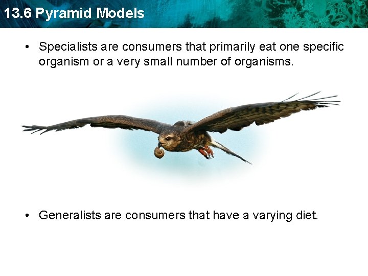 13. 6 Pyramid Models • Specialists are consumers that primarily eat one specific organism
