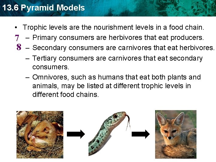 13. 6 Pyramid Models • Trophic levels are the nourishment levels in a food