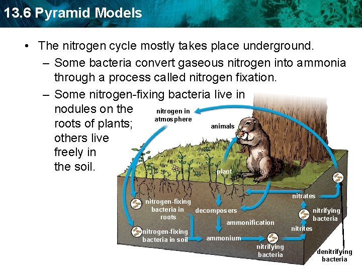 13. 6 Pyramid Models • The nitrogen cycle mostly takes place underground. – Some