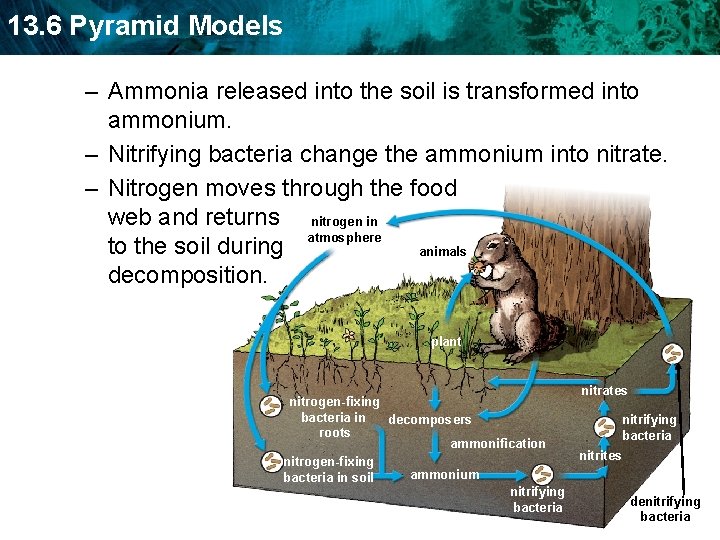 13. 6 Pyramid Models – Ammonia released into the soil is transformed into ammonium.