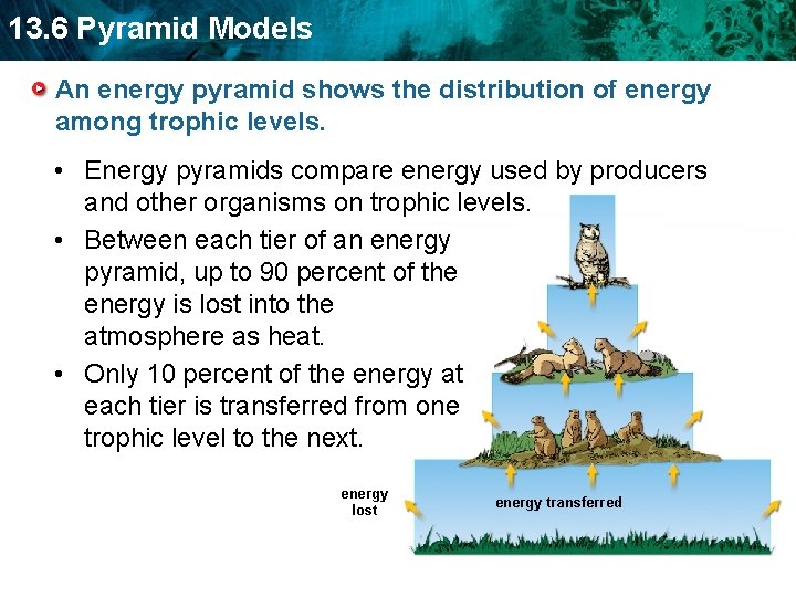13. 6 Pyramid Models An energy pyramid shows the distribution of energy among trophic