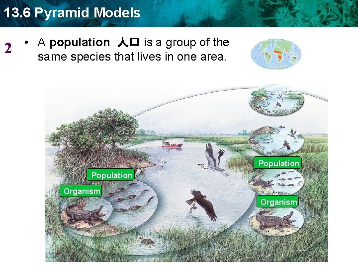 13. 6 Pyramid Models 2 • A population 人口 is a group of the
