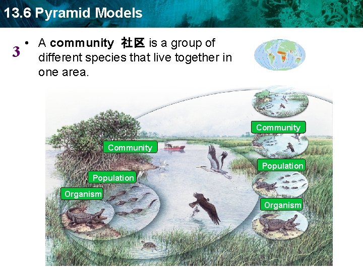 13. 6 Pyramid Models 3 • A community 社区 is a group of different