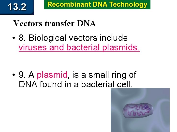 Vectors transfer DNA • 8. Biological vectors include viruses and bacterial plasmids. • 9.