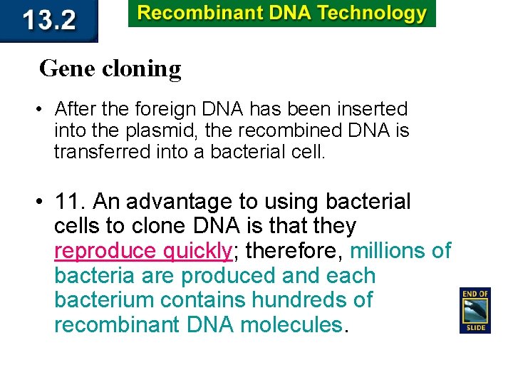 Gene cloning • After the foreign DNA has been inserted into the plasmid, the