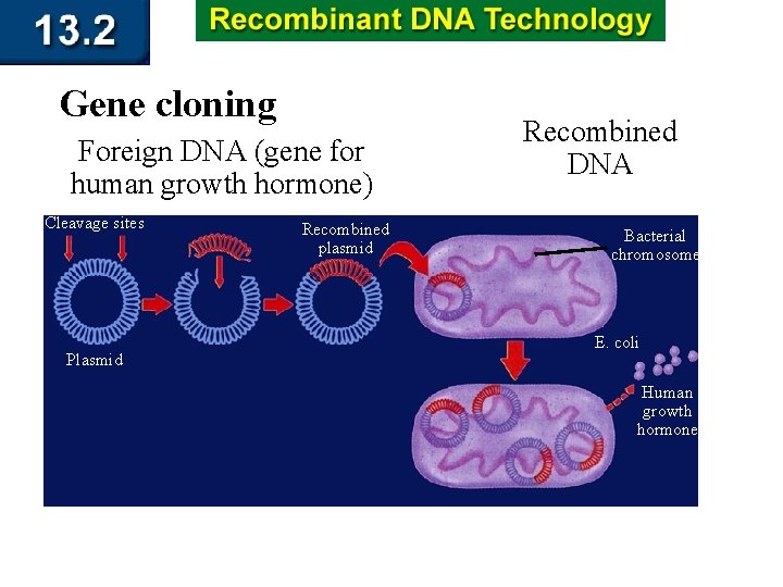 Gene cloning Foreign DNA (gene for human growth hormone) Cleavage sites Plasmid Recombined plasmid