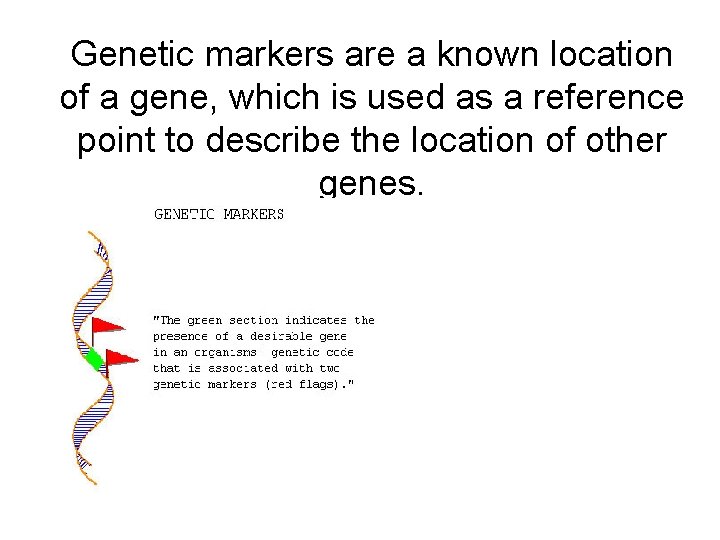 Genetic markers are a known location of a gene, which is used as a