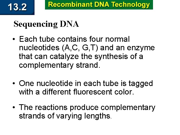 Sequencing DNA • Each tube contains four normal nucleotides (A, C, G, T) and
