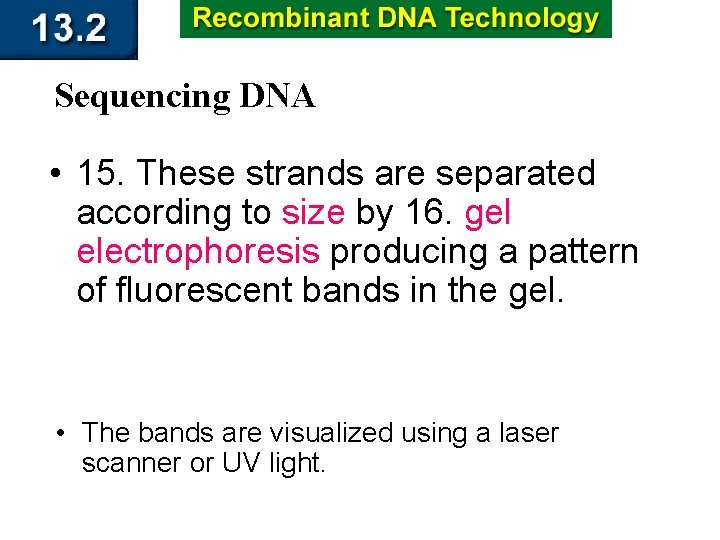 Sequencing DNA • 15. These strands are separated according to size by 16. gel