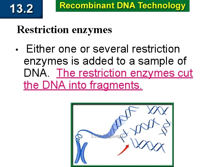 Restriction enzymes • Either one or several restriction enzymes is added to a sample