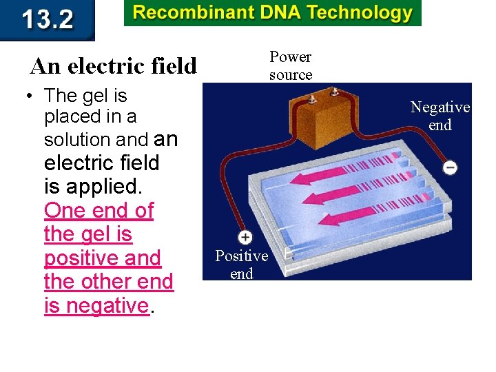 Power source An electric field • The gel is placed in a solution and