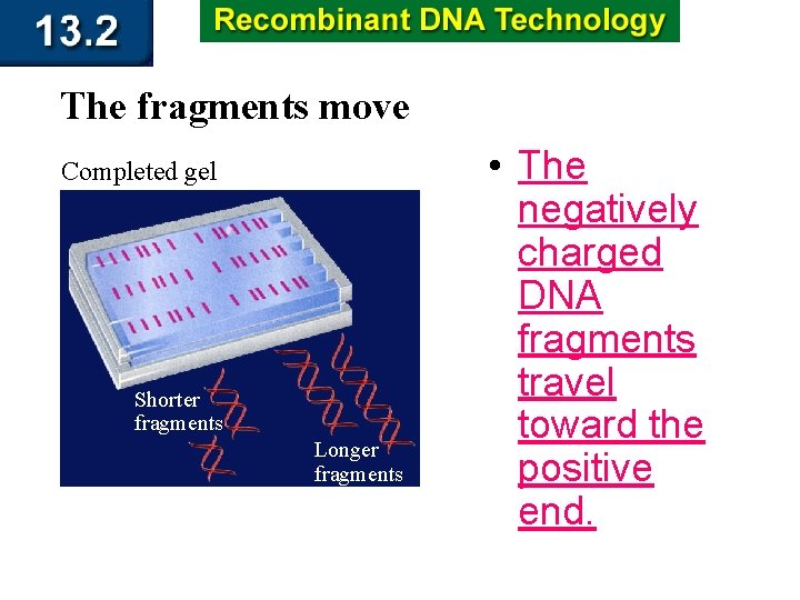 The fragments move Completed gel Shorter fragments Longer fragments • The negatively charged DNA