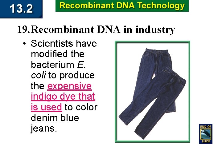 19. Recombinant DNA in industry • Scientists have modified the bacterium E. coli to