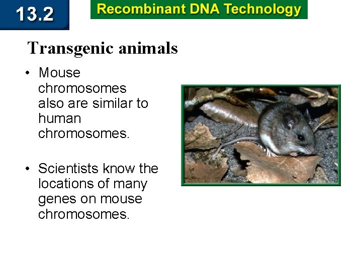 Transgenic animals • Mouse chromosomes also are similar to human chromosomes. • Scientists know