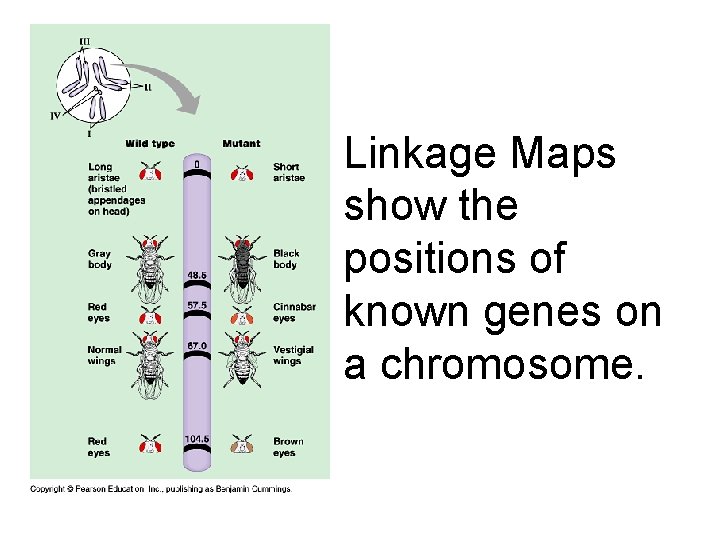 Linkage Maps show the positions of known genes on a chromosome. 