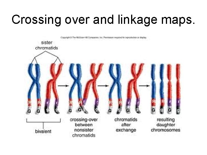 Crossing over and linkage maps. 