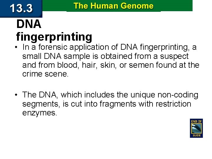 DNA fingerprinting • In a forensic application of DNA fingerprinting, a small DNA sample