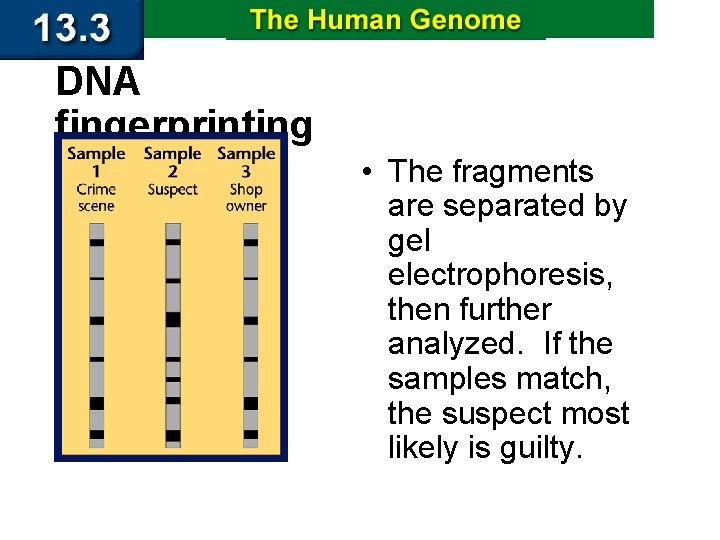 DNA fingerprinting • The fragments are separated by gel electrophoresis, then further analyzed. If