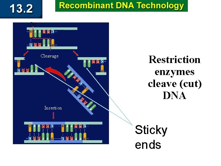 Cut Cleavage Restriction enzymes cleave (cut) DNA Insertion Sticky ends 