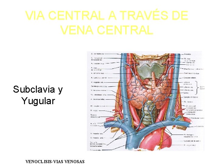 VIA CENTRAL A TRAVÉS DE VENA CENTRAL Subclavia y Yugular VENOCLISIS-VIAS VENOSAS 